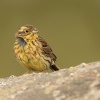 Strnad cvrcivy - Emberiza cirlus - Cirl Bunting 2723